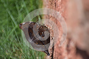 Doleschallia bisaltide- Butterfly