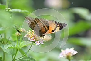 Doleschallia bisaltide - Butterfly