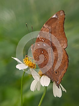 Doleschallia bisaltide butterfly on white flower