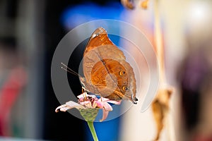 Doleschallia bisaltide butterfly on zinnia flower