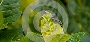 Doleschallia bisaltide caterpillar going to eat alone