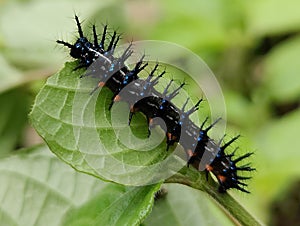 Doleschallia bisaltide Larvae