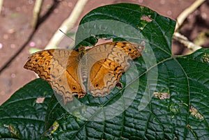 Doleschallia bisaltide resting on a green leaf