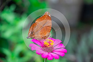 Doleschallia bisaltide on zinnia flower