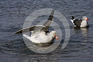 Dolfijnmeeuw, Dolphin Gull, Leucophaeus scoresbii