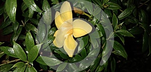 Dolichandra unguis-cati || Allamanda cathartica