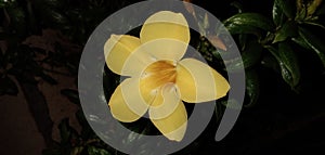Dolichandra unguis-cati || Allamanda cathartica beautiful flower photo