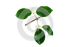 (Dolichandra unguis-cati (L.) L.G.Lohmann), leaf form and texture photo
