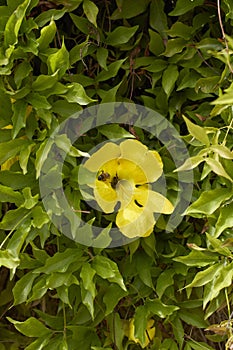Dolichandra unguis-cati yellow flowers photo