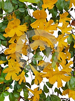 Dolichandra unguis-cati, yellow horn-shaped flowers Characteristics are many years old vines.