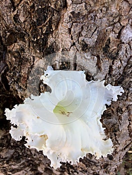 Dolichandrone Bignoniaceae flower