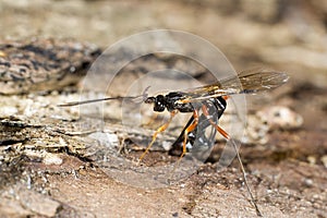 Dolichomitus imperator parasitic wasp photo