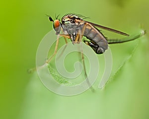 Dolichopodidae Dolichopus photo