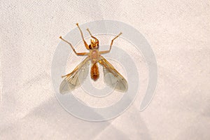 Dolichopodidae fly photo