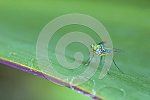 Dolichopodidae on the leaf photo