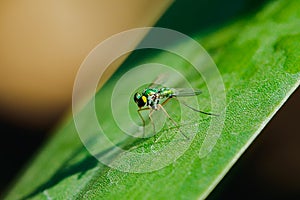 Dolichopodidae on the leaves are small, green body photo