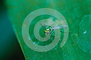 Dolichopodidae on the leaves are small, green body photo