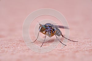 Dolichopodidae long legged fly macro photo photo
