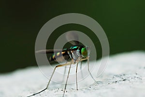 Dolichopodidae On a white background photo
