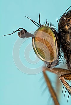 Dolichopus ungulates, Dolichopodidae, Fly