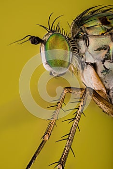 Dolichopus ungulates, Dolichopodidae, Fly photo