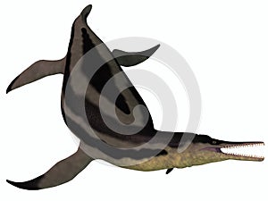 Dolichorhynchops Plesiosaur on White photo