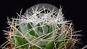 Dolichothele decipiens - cactus with long spines on long papillae in a botanical collection