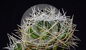 Dolichothele decipiens - cactus with long spines on long papillae in a botanical collection, vertical shot