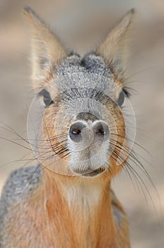 Dolichotis patagonum