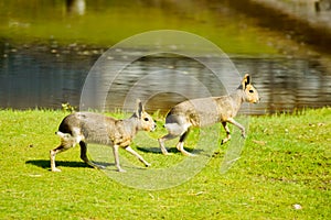 Dolichotis patagonum, Patagonian mara