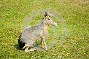 Dolichotis patagonum, Patagonian mara