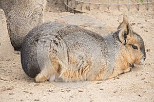 Dolichotis patagonum, Patagonian mara