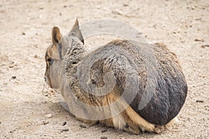 Dolichotis patagonum, Patagonian mara