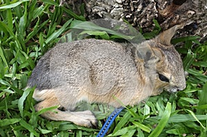 Dolichotis patagonum, Patagonian mara, little animal