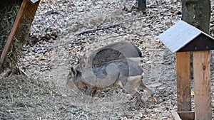 Dolichotis patagonum. Two patagonian maras walk