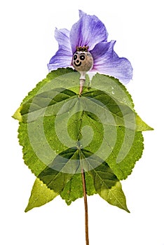 Doll from poppy head and flowers