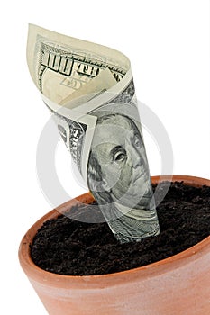 Dollar bill in flower pot. Interest rates, growth.
