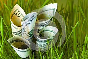 Dollar bills growing in green grass