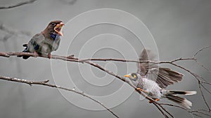 Dollar bird insists Noisey Miner keep his distance