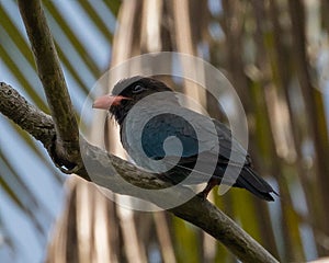 Dollar bird, sitting on a branch, on Koh Lanta in southern Thailand.