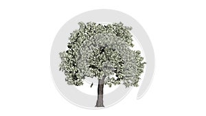 Dollar Currency Tree Time lapse Growing With Leaves Falling, Business Concept, White Background