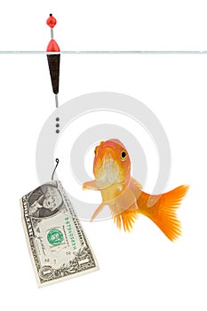Dollar and goldfish