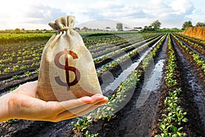 Dollar money bag in a hand on freshly watered potato field. Support for farming, loans for the sowing campaign and the purchase of