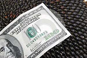 Dollar on sunflower seeds of a sunflower
