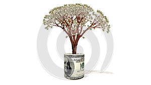 Dollar tree growing inside USD banknote, stock footage
