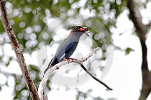 Dollarbird Dollar roller Oriental dollarbird Eurystomus orientalis