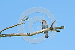 Dollarbird Eurystomus orientalis perched on a dead branch