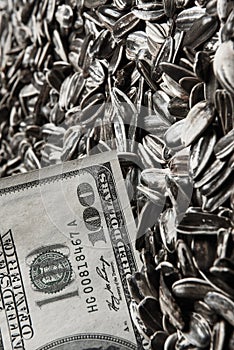 Dollars banknotes and sunflower seeds,
