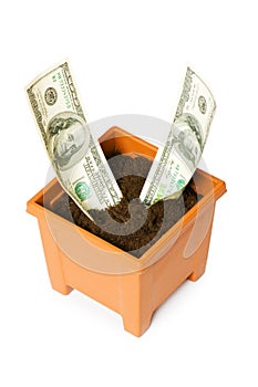 Dollars growing in the pot
