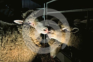 DOLLY THE CLONED SHEEP in the world